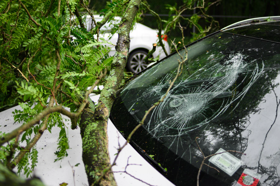 accident of a white car and a fallen tree